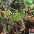 延边云南南滚河保护区首次发现红唇棘蜥
