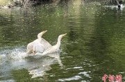 延边吉林：罕见白鸬鹚连续两年“故地重游”